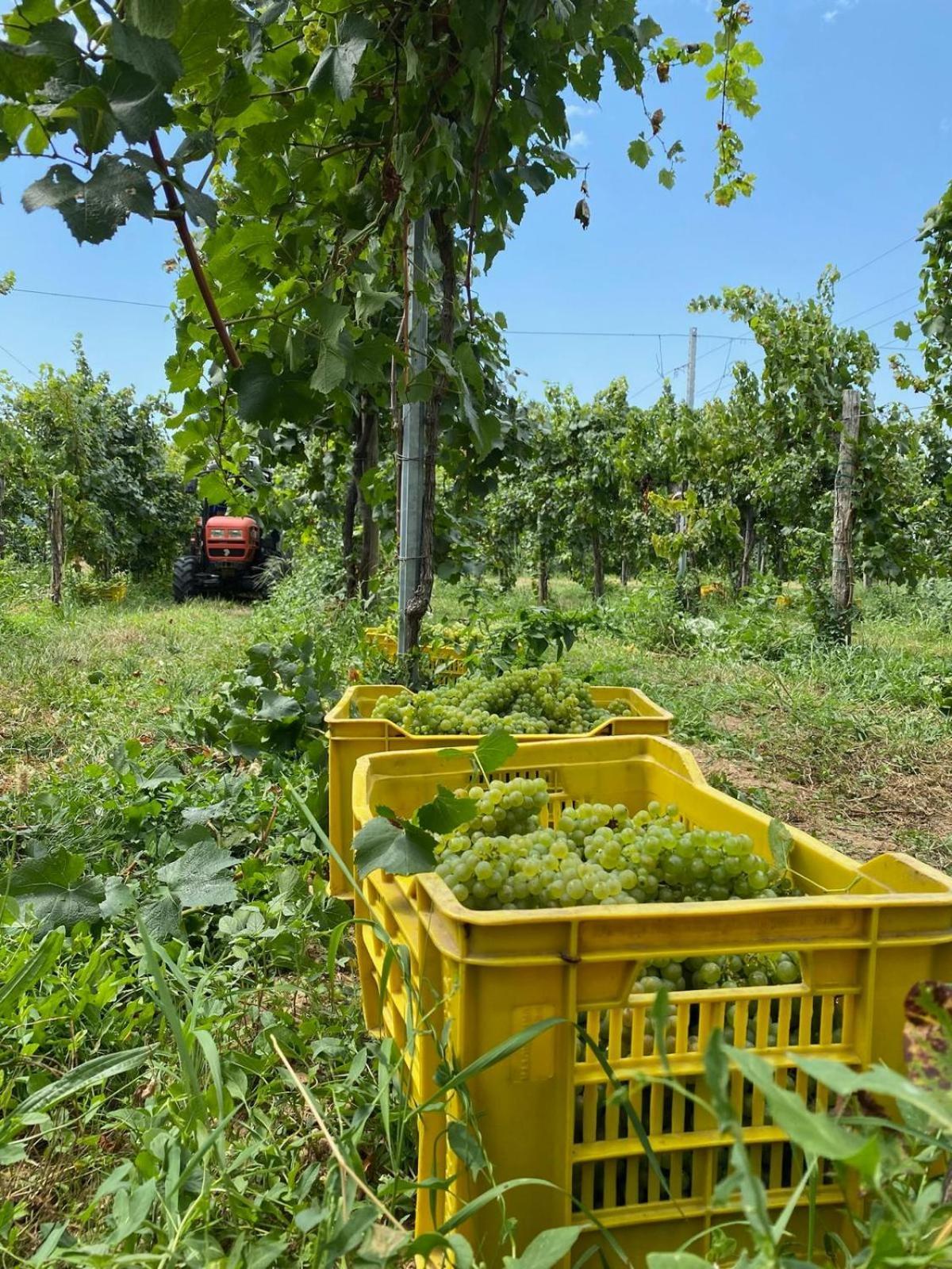 La Corte Del Bona - Vicino Alle Cantine E A Circa 15 Minuti Dal Lago Di Iseo - Appartement Erbusco Buitenkant foto
