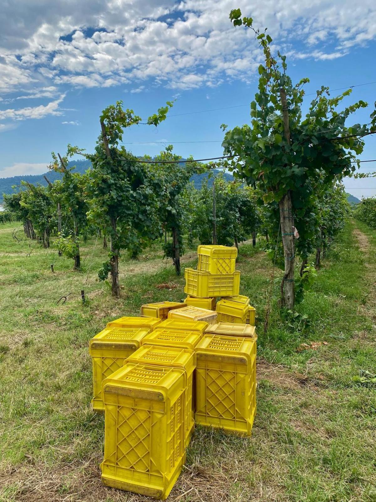 La Corte Del Bona - Vicino Alle Cantine E A Circa 15 Minuti Dal Lago Di Iseo - Appartement Erbusco Buitenkant foto